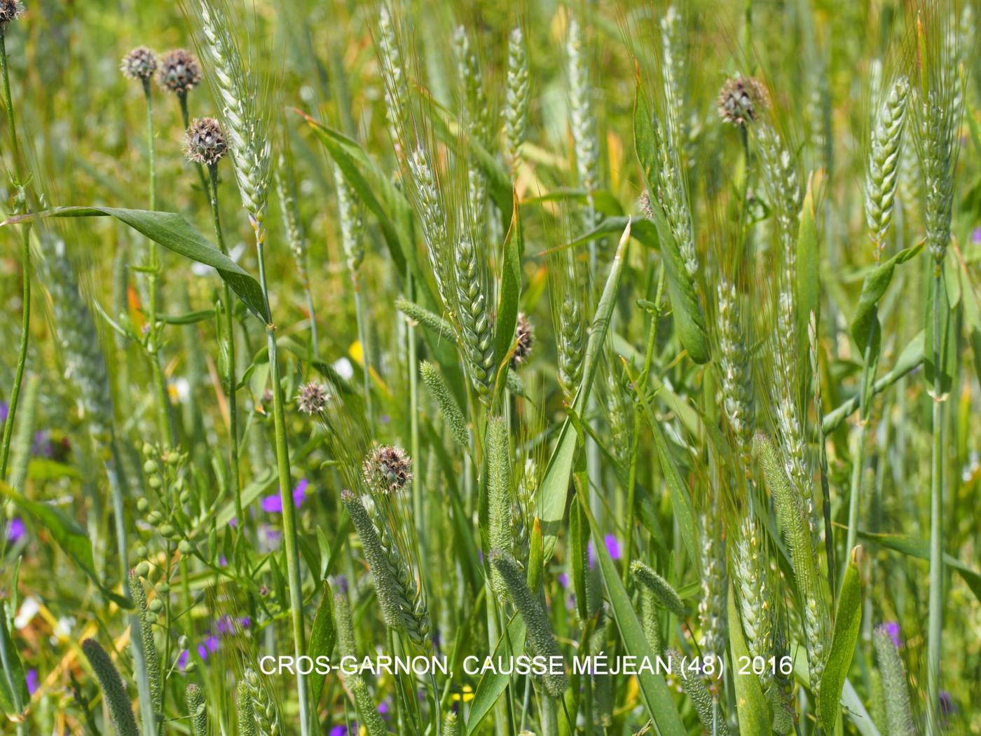 Triticale plant